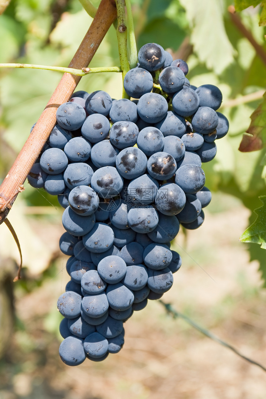 葡萄收成生长水果紫色葡萄园栽培植物白色浆果酒厂图片
