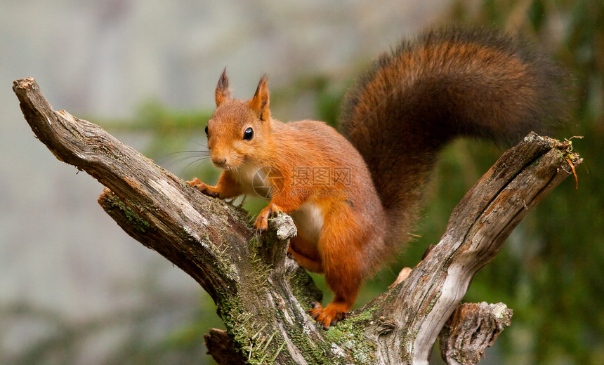 红松鼠哺乳动物小动物眼睛森林毛皮自然木头荒野野生动物生物图片
