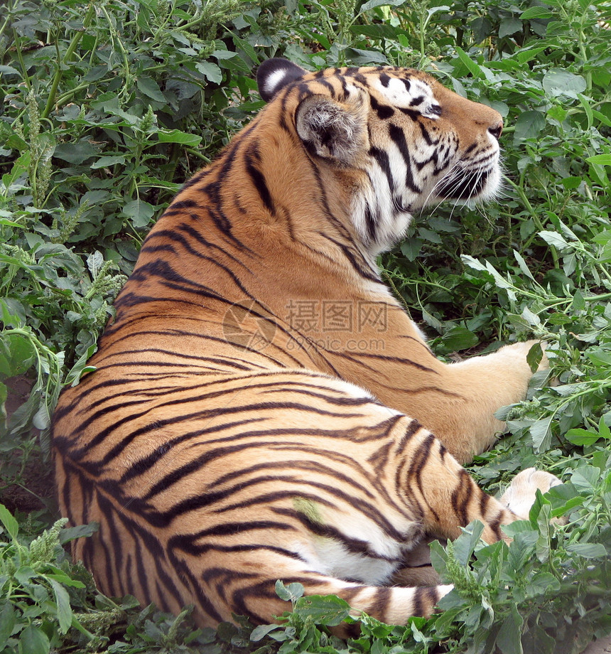 老虎在草地上哺乳动物猎人条纹野生动物危险尾巴动物园侵略野猫猫科图片