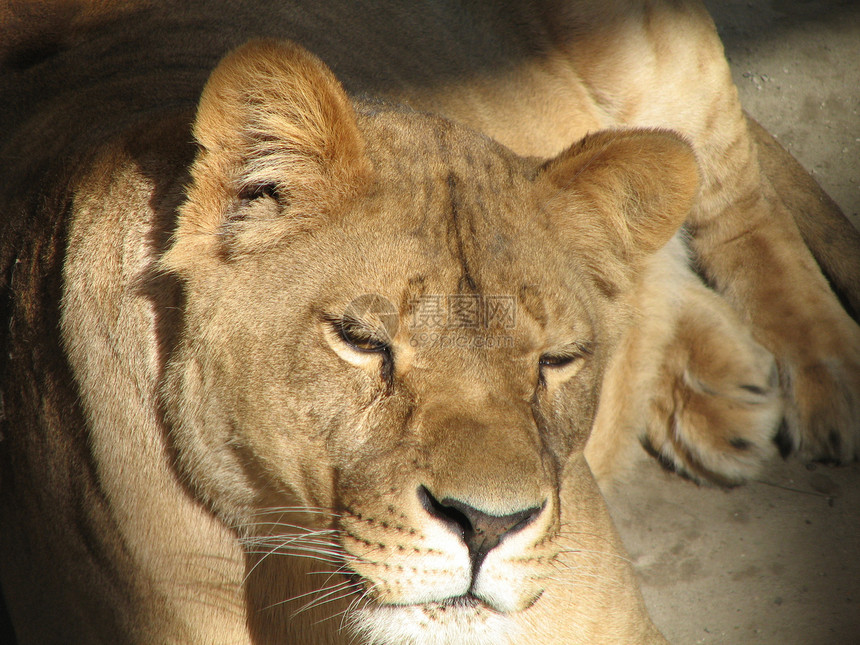 休息的母狮晶须鼻子嘴唇力量哺乳动物耳朵荒野毛皮狮子眼睛图片
