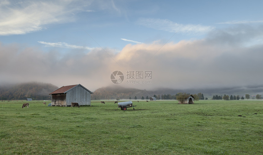 奶牛季节场地动物女性薄雾农田草地国家天空食物图片