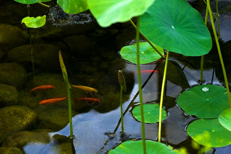 鱼与水与金鱼和水栽的池塘背景