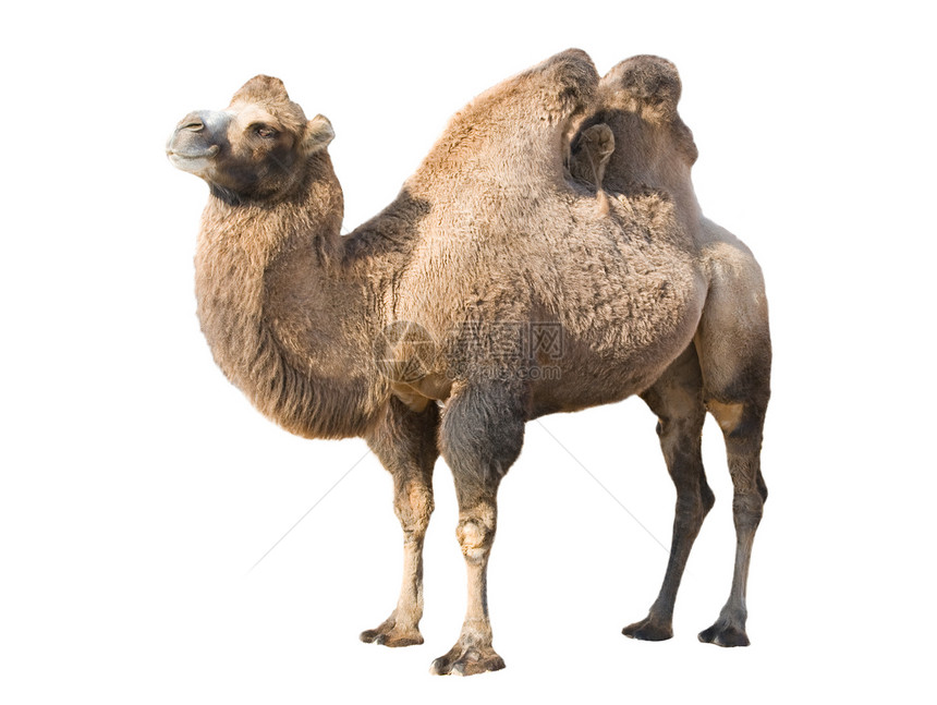 常住骆驼图片