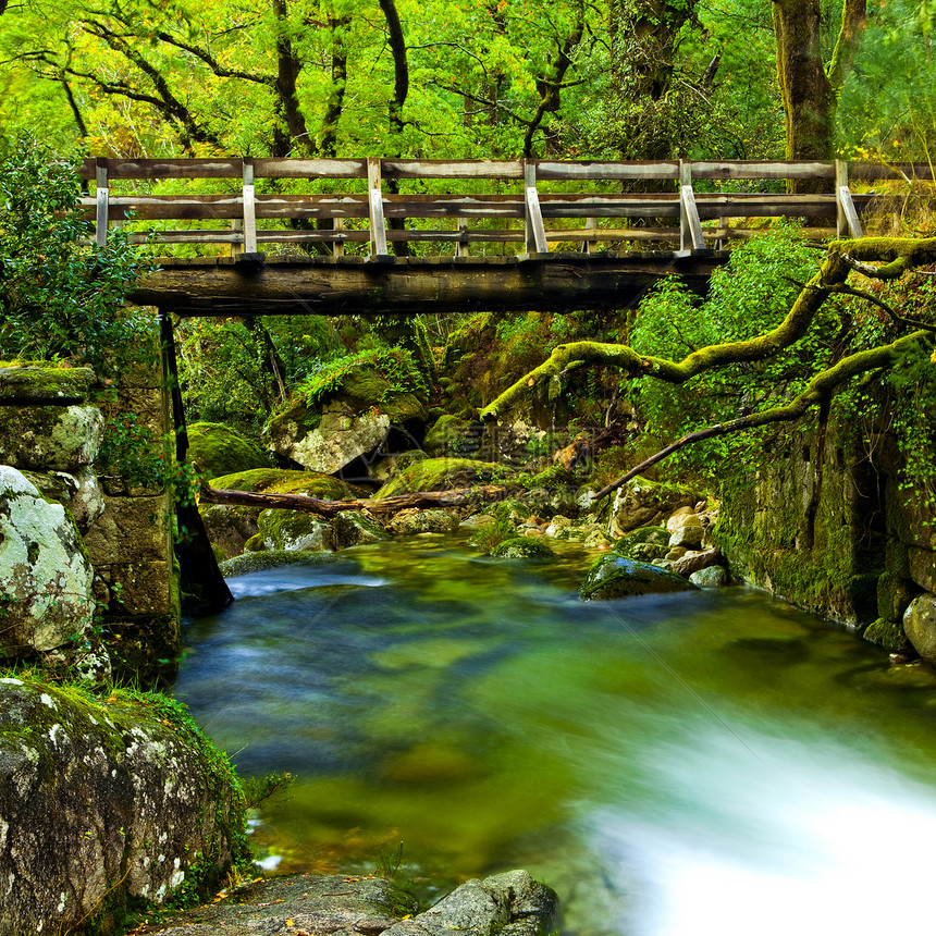 美丽的河流石头植物群环境场景树木旅行岩石叶子树干国家图片