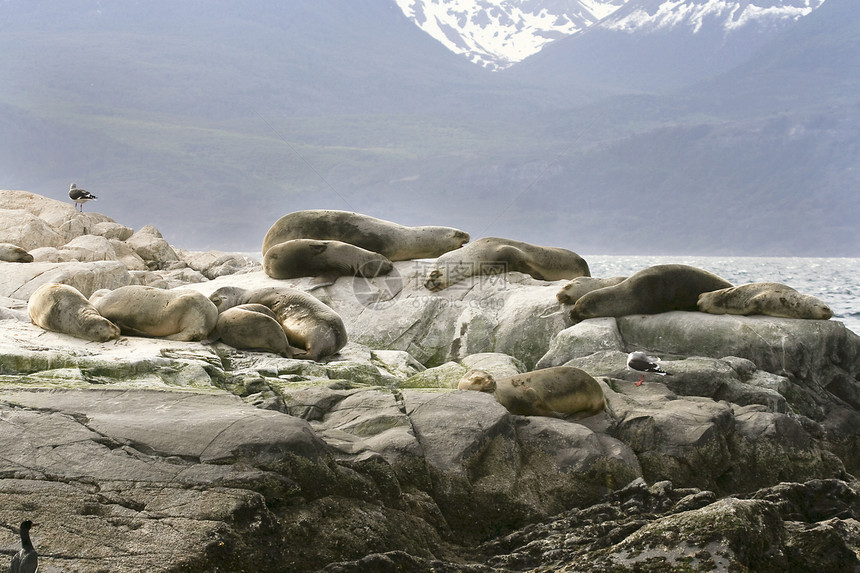 南美毛海豹动物海豹渠道猎犬狮子野生动物哺乳动物毛皮图片