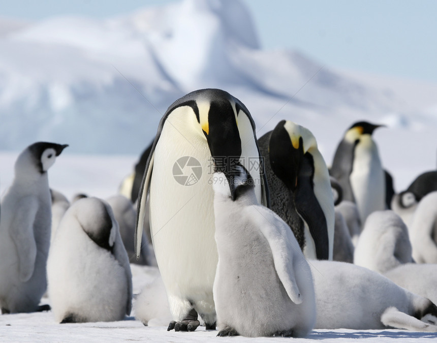 皇帝企鹅前天龙野生动物动物冻结图片