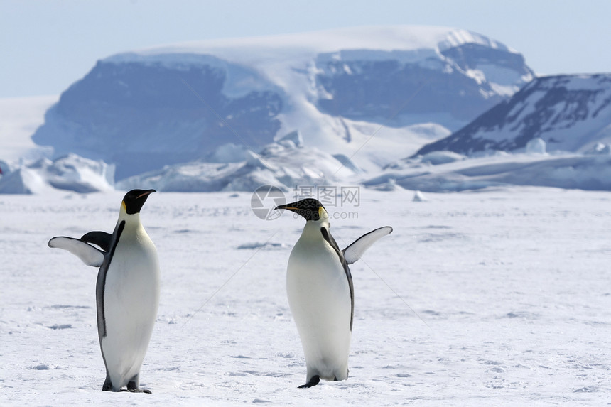 皇帝企鹅前天龙动物野生动物冻结图片