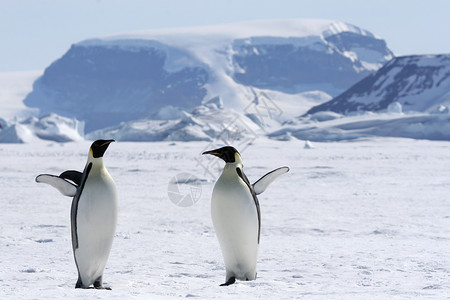 皇帝企鹅前天龙动物野生动物冻结背景图片