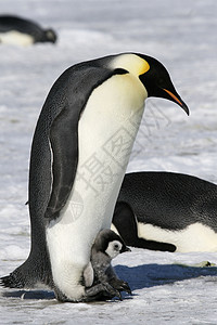 皇帝企鹅前天龙动物野生动物冻结背景图片