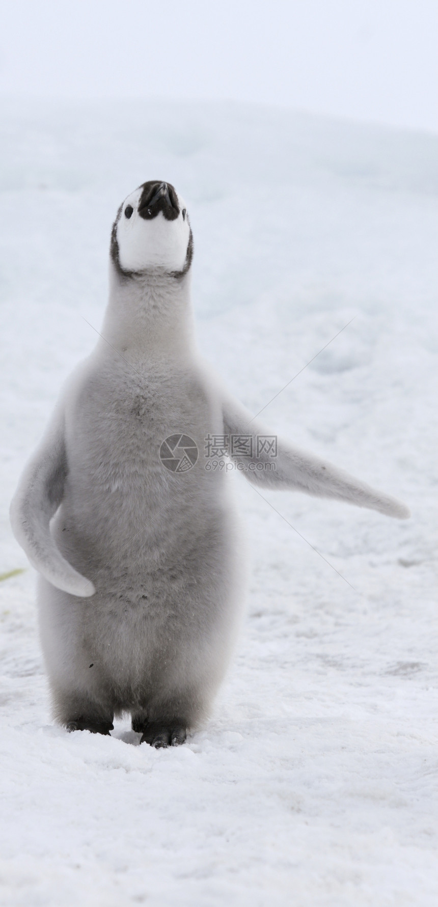 皇帝企鹅前天极地动物冻结野生动物图片