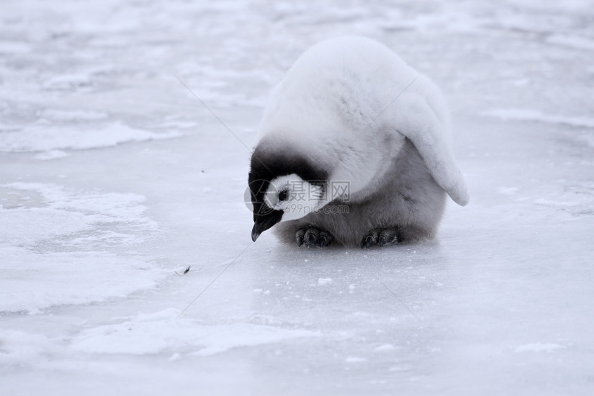 皇帝企鹅前天野生动物动物冻结图片