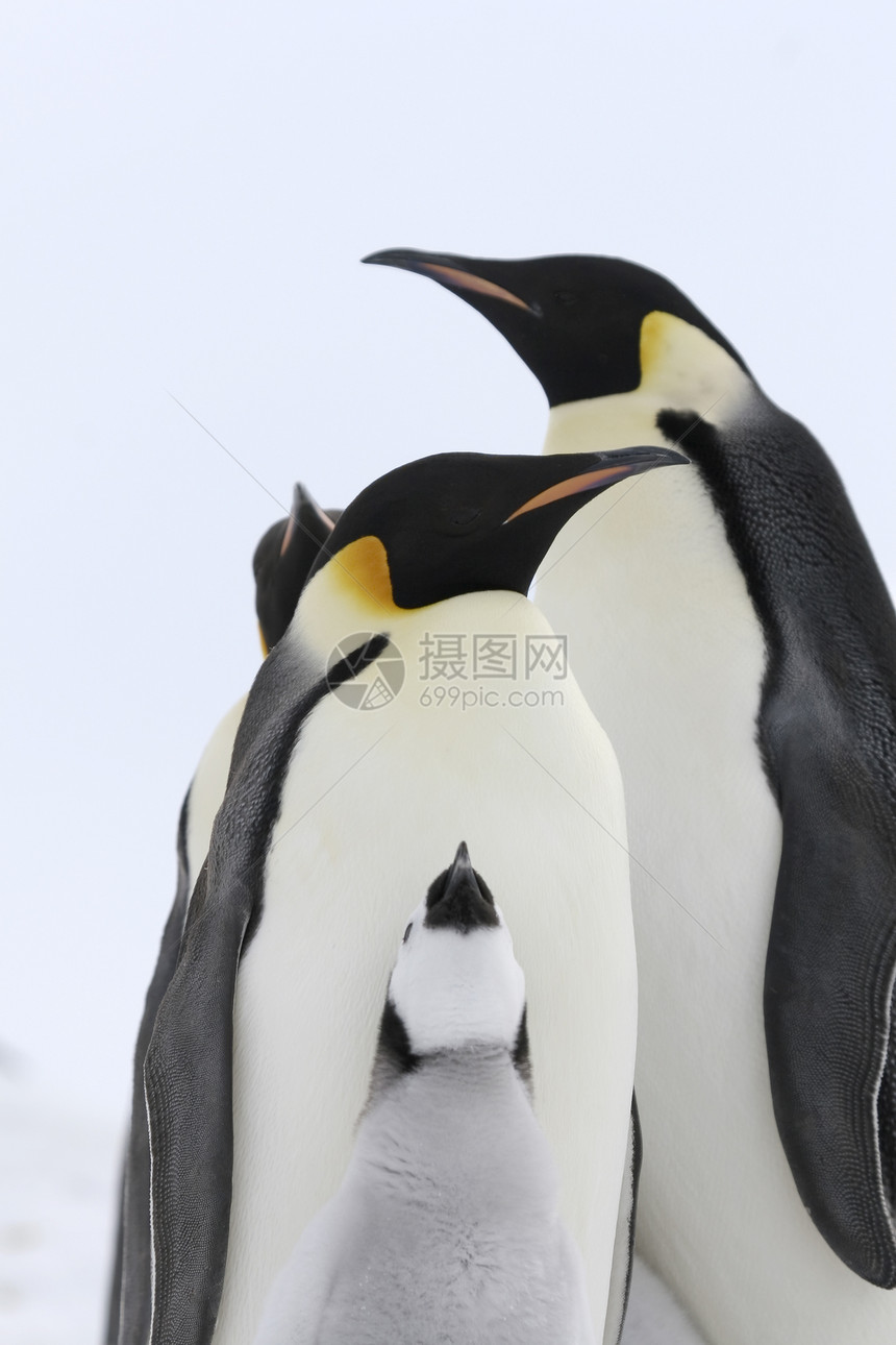 皇帝企鹅前天龙冻结野生动物动物图片