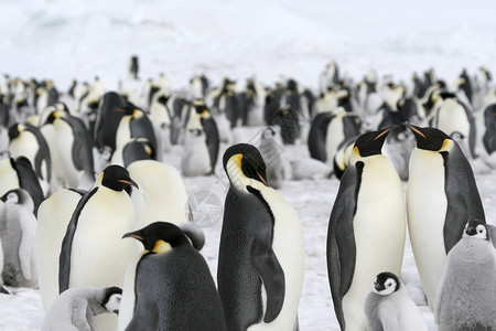 皇帝企鹅前天龙冻结动物野生动物背景图片