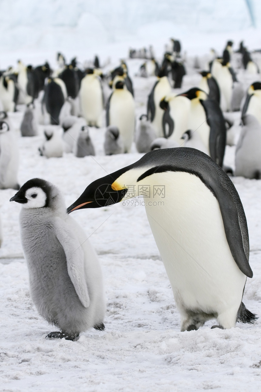 皇帝企鹅前天龙冻结野生动物动物图片