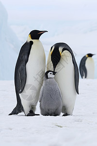 皇帝企鹅前天龙动物野生动物冻结高清图片