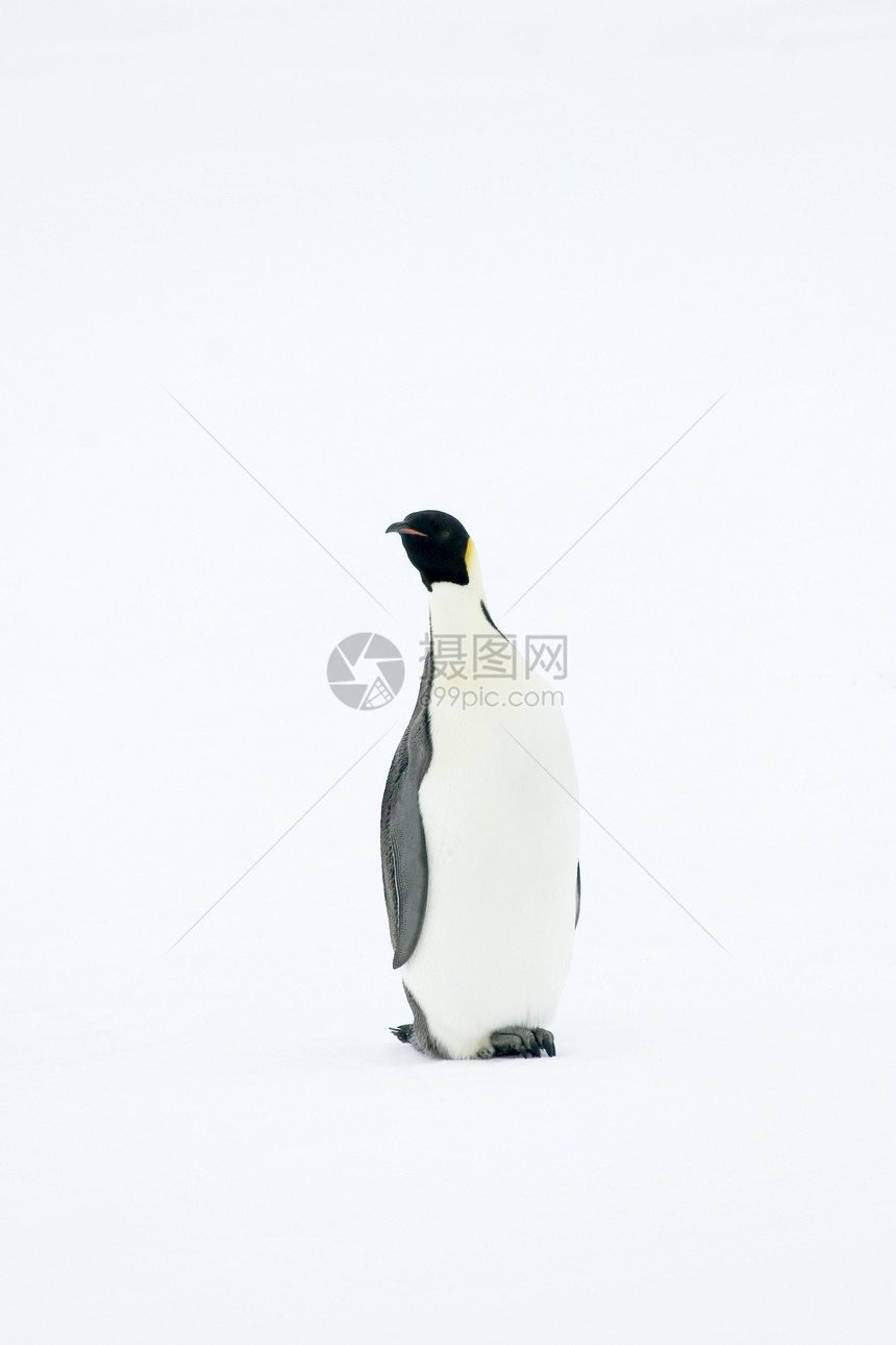 皇帝企鹅前天野生动物动物冻结极地图片