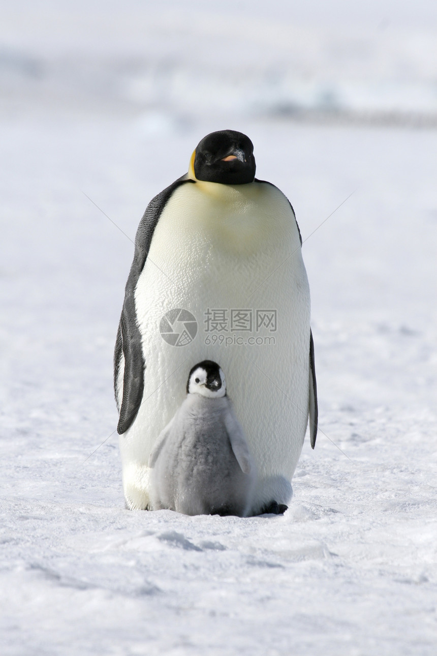 皇帝企鹅前天龙野生动物冻结图片