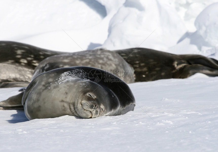 Weddell 海豹冻结甲虫哺乳动物野生动物图片