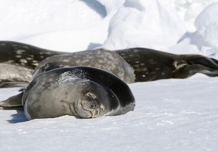 Weddell 海豹冻结甲虫哺乳动物野生动物高清图片