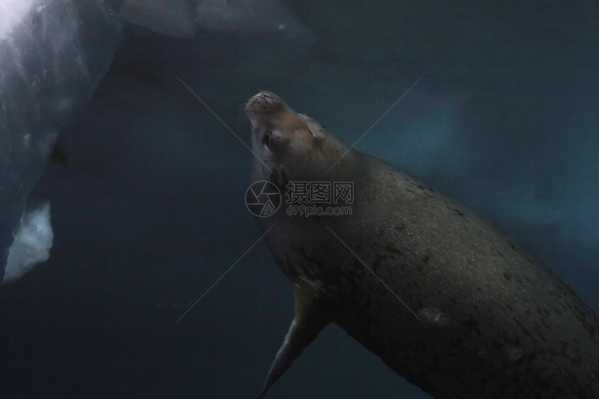 韦德尔海豹莱通尼肖多克海豹哺乳动物甲虫游泳野生动物冻结图片