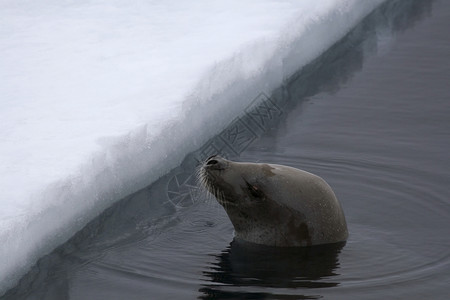 韦德尔海豹莱通尼肖多克海豹冻结野生动物游泳甲虫哺乳动物动物背景