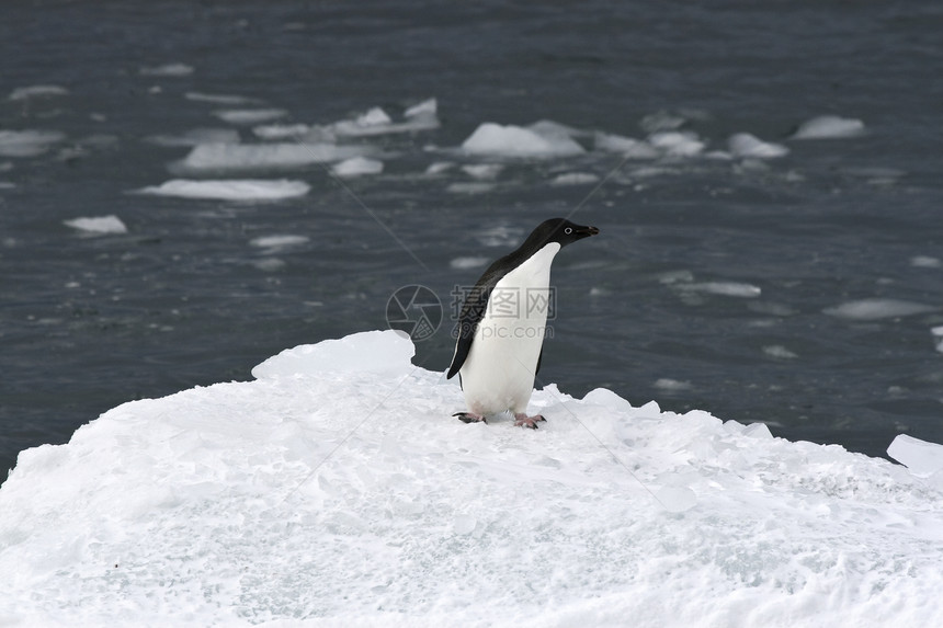 Adelie企鹅冻结野生动物动物图片