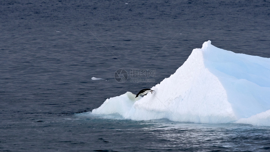 Adelie企鹅野生动物冻结动物图片