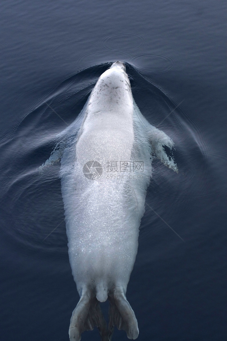 韦德尔海豹莱通尼肖多克野生动物哺乳动物冻结海豹甲虫动物游泳图片