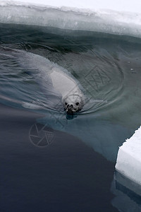 韦德尔海豹莱通尼肖多克冻结海豹哺乳动物动物野生动物游泳甲虫背景