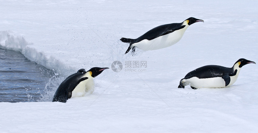 皇帝企鹅前天龙野生动物动物跳跃冻结图片