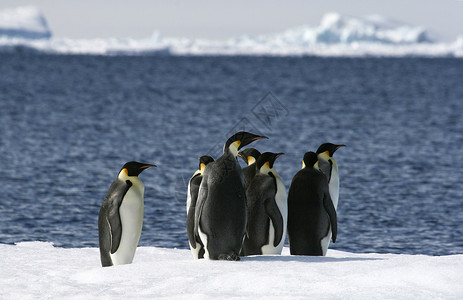 皇帝企鹅前天龙野生动物冻结背景图片