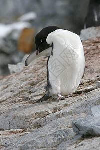 阿德利企鹅金图野生动物尾藻高清图片
