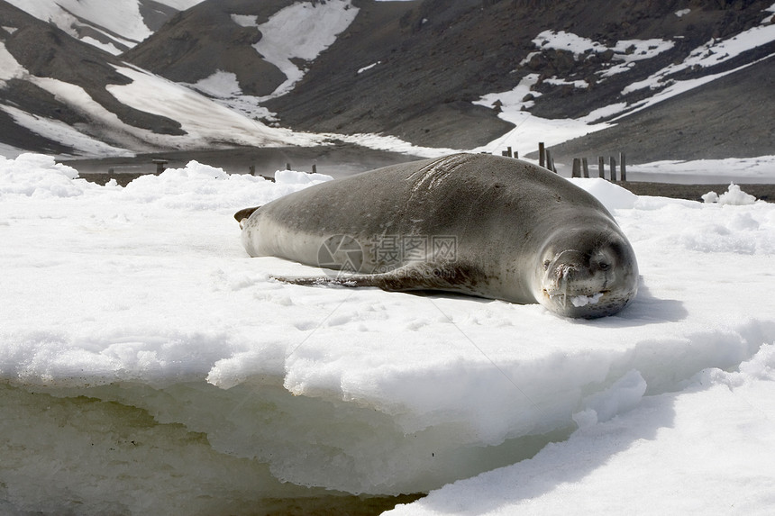 豹海豹海豹哺乳动物冒险旅行动物水龙草野生动物图片