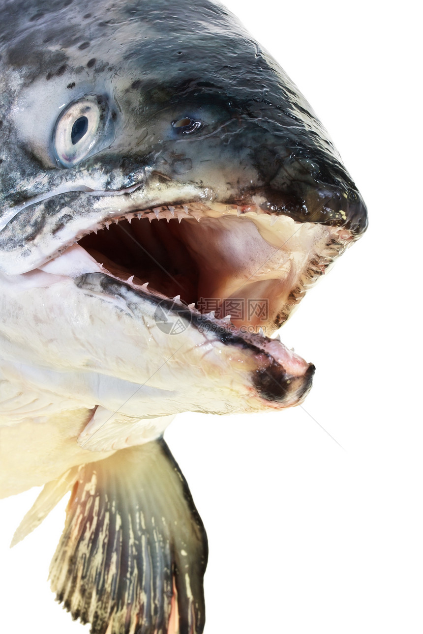 粉红鲑鱼头部特写 隔离在白色上粉色钓鱼美食海鲜食物眼睛宏观图片