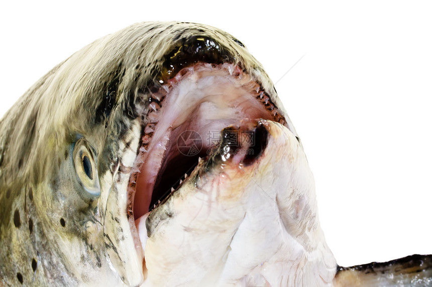 粉红鲑鱼头部特写 隔离在白色上食物宏观水平美食眼睛海鲜粉色钓鱼图片