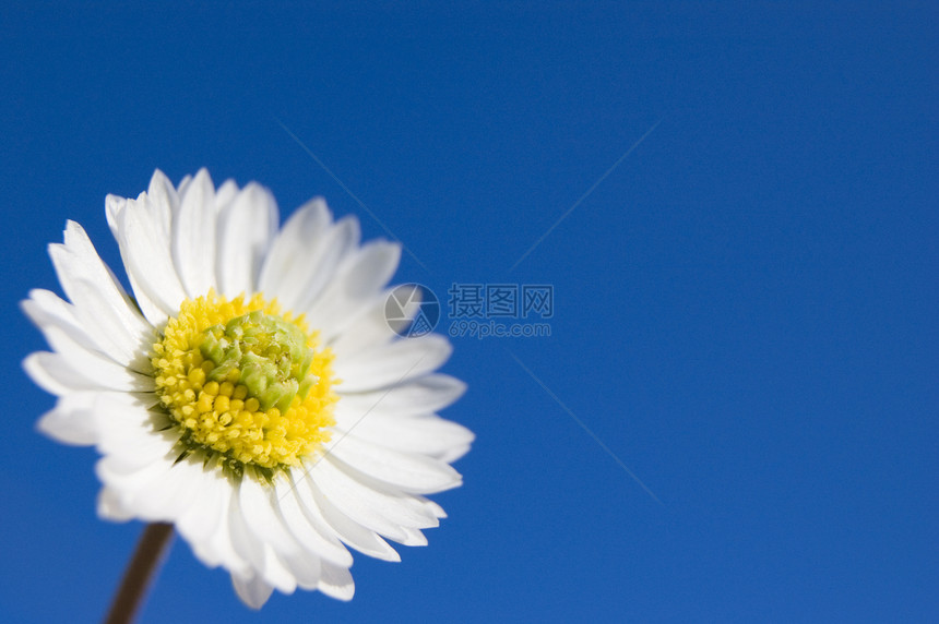 鲜花美丽花瓣叶子公园阳光蓝色花粉天空蜜蜂边界图片