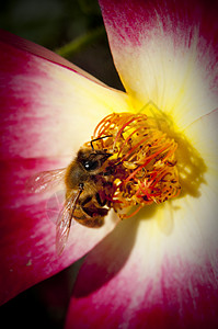 花蜜医疗植物群雄蕊保健蜂蜜植物蜜蜂昆虫种子花园背景图片