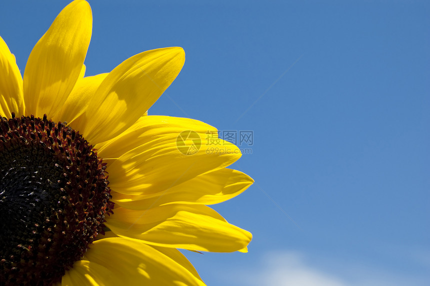 向日向植物群阳光美丽花瓣公园生长花店太阳叶子蓝色图片