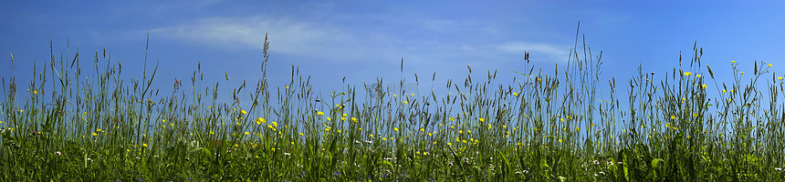 草和天空农作物植物天气环境农村地形天堂蓝色麦田风暴图片