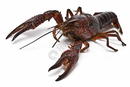 红龙虾产品剪辑钓鱼美食野生动物尿酸摄影害虫宏观龙虾背景图片