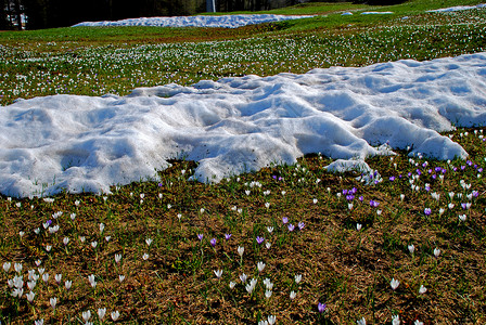 春花场正与积雪竞争中高清图片