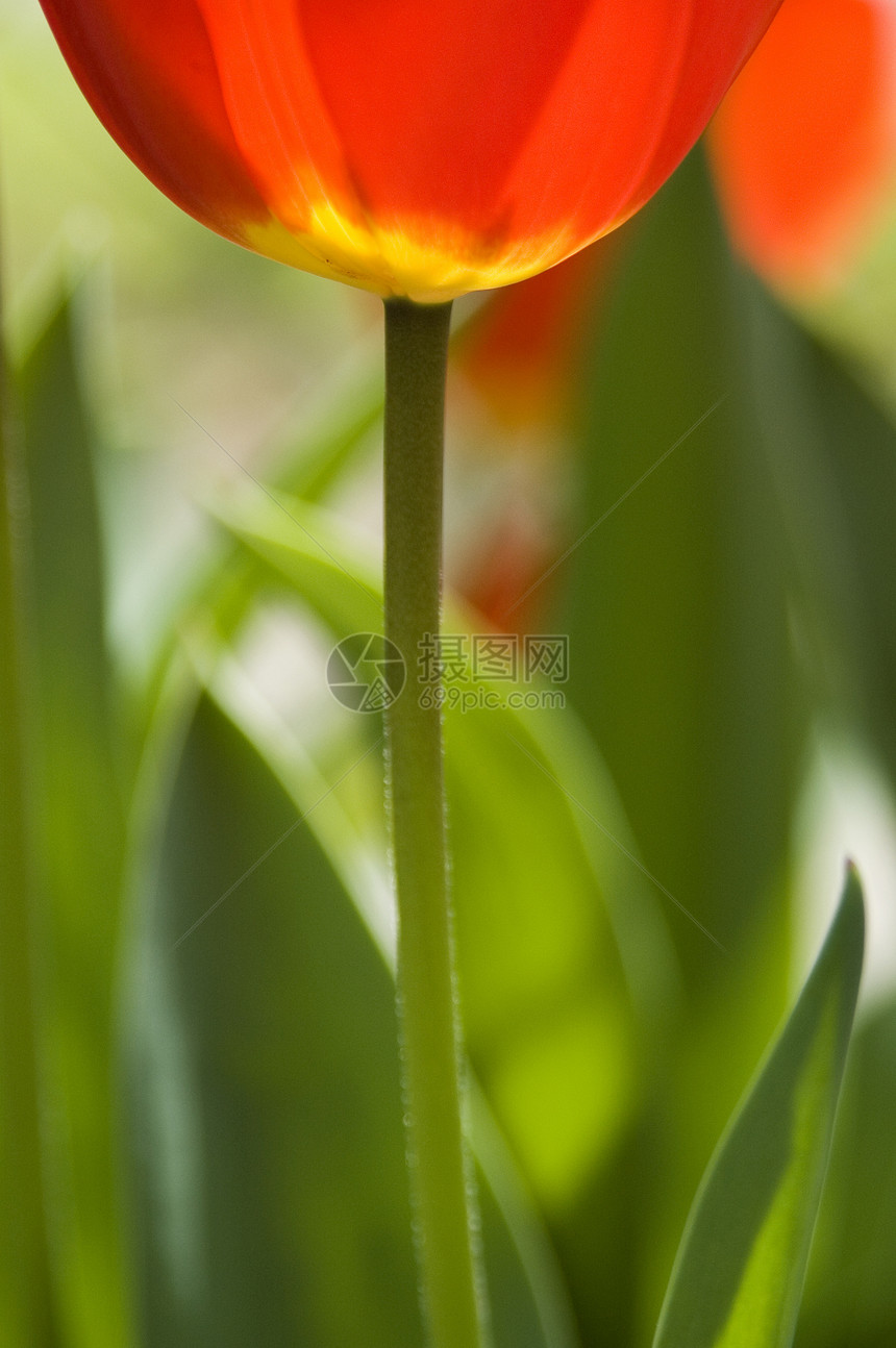 Tullip 郁金园艺圆形雄蕊美丽花瓣花园植物黄色宏观圆圈图片