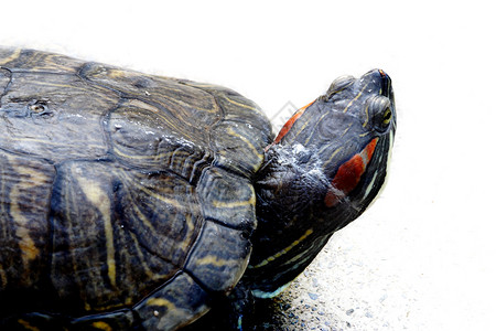 动物 海龟 爬行动物爬虫背景图片