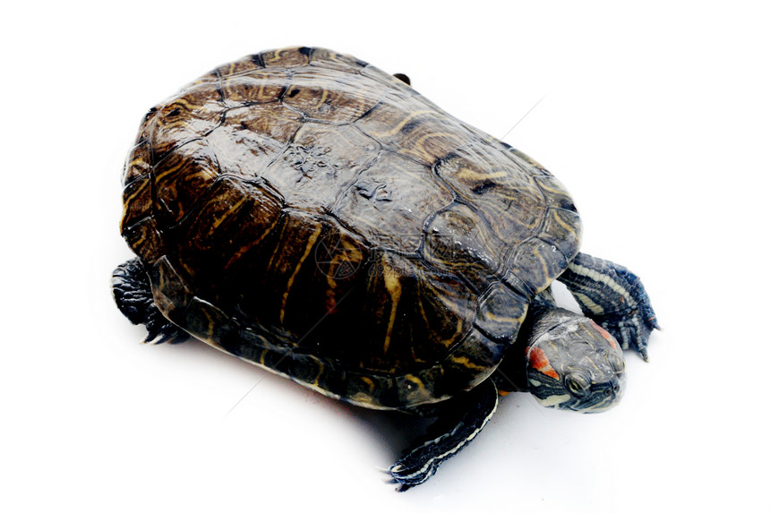 动物 海龟 爬行动物爬虫图片