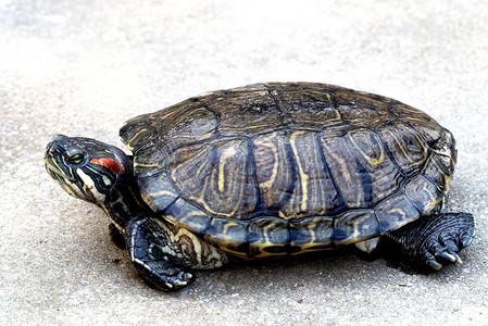 动物 海龟 爬行动物爬虫高清图片