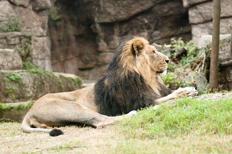 只等今天雄性亚洲狮子是狮子的稀有亚种 今天只在印度古吉拉特Gir Forest生存背景