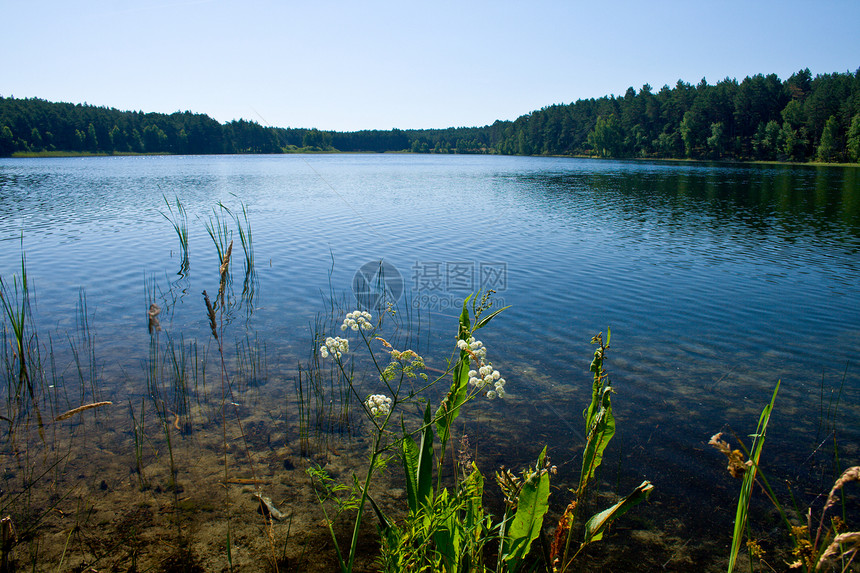 湖边的风景抛光阳光蓝色荒野日光天空支撑森林植物群地平线图片