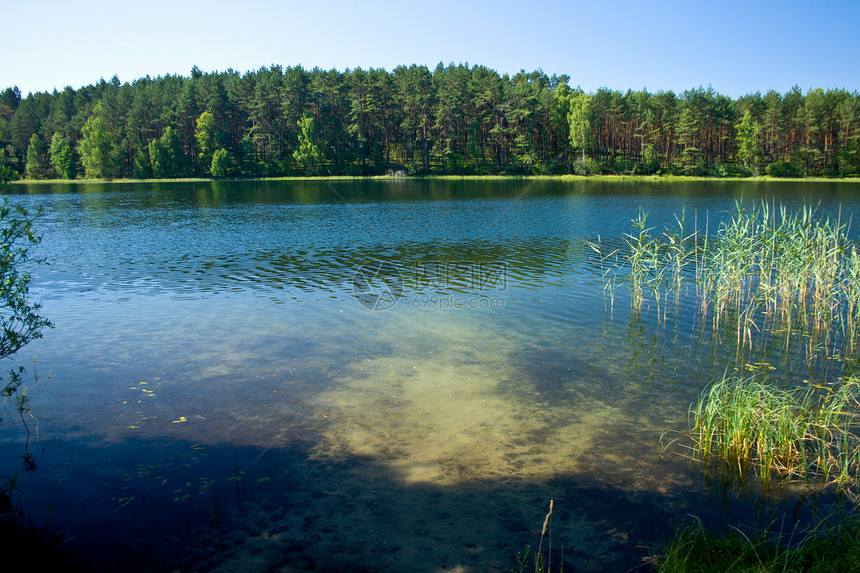 湖边的风景森林公园日光天空地平线抛光支撑荒野蓝色植物群图片