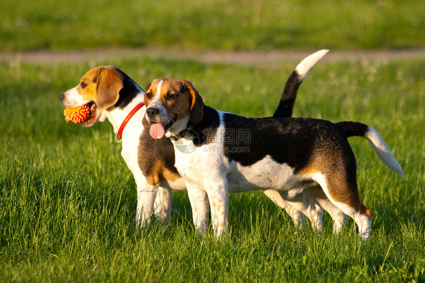 鸟犬狗哺乳动物动物乐趣猎犬小狗三色宠物犬类喜悦水平图片