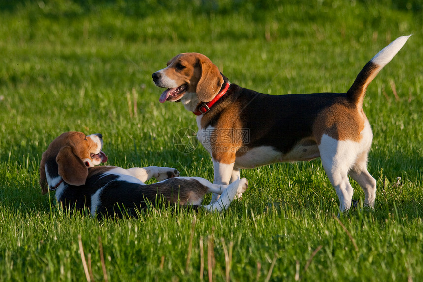 鸟犬狗三色水平毛皮爪子犬类乐趣猎犬公园宠物动物图片